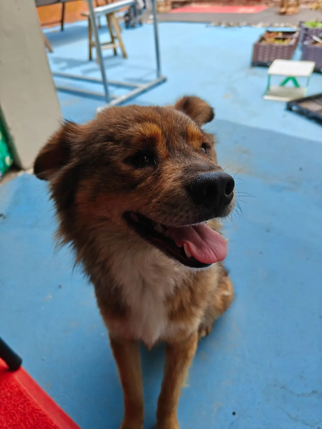 狗是人类最忠诚的朋友请善待它 家有中华田园犬