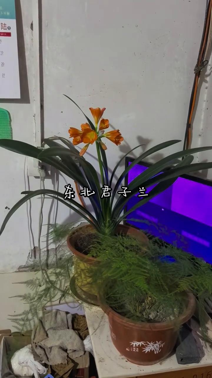 东北君子兰。