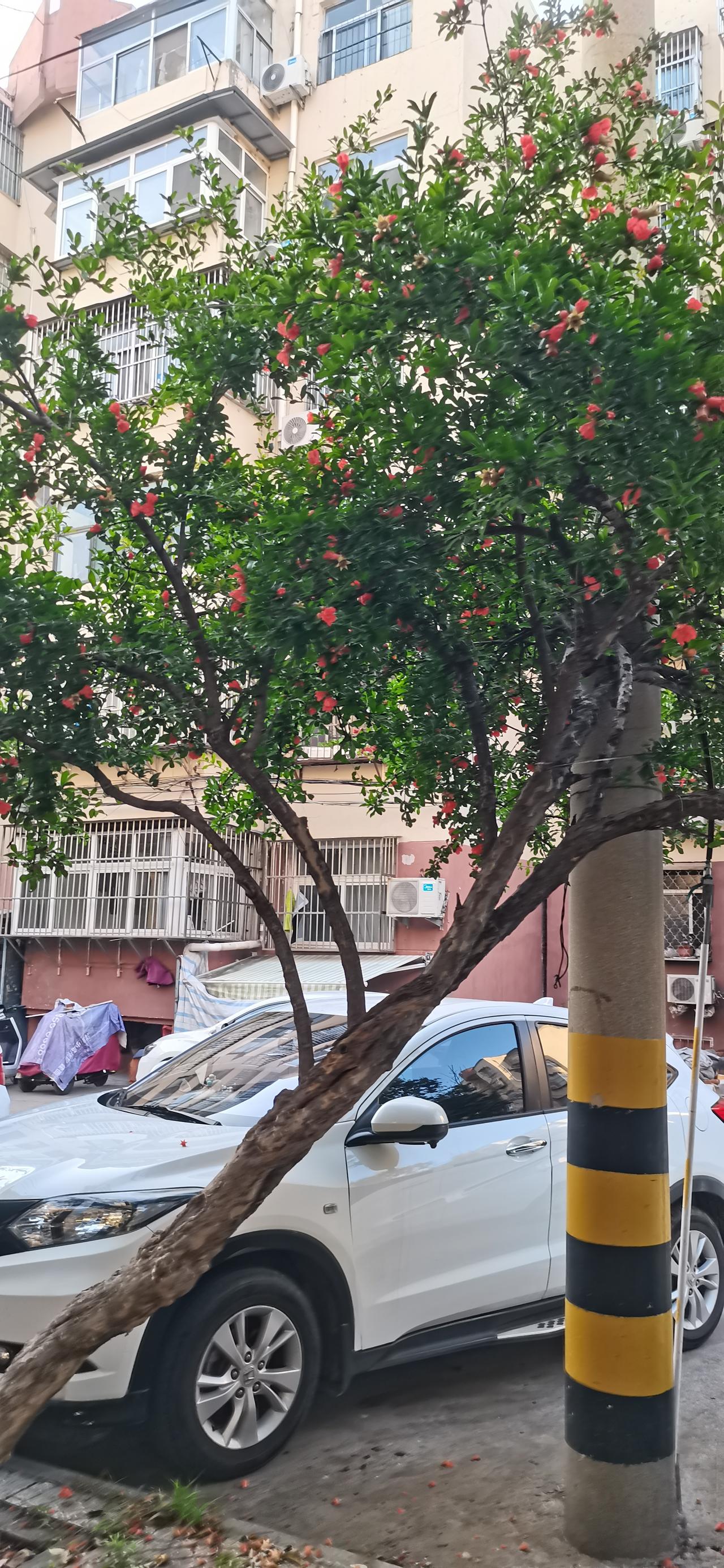 ，什么花都行
