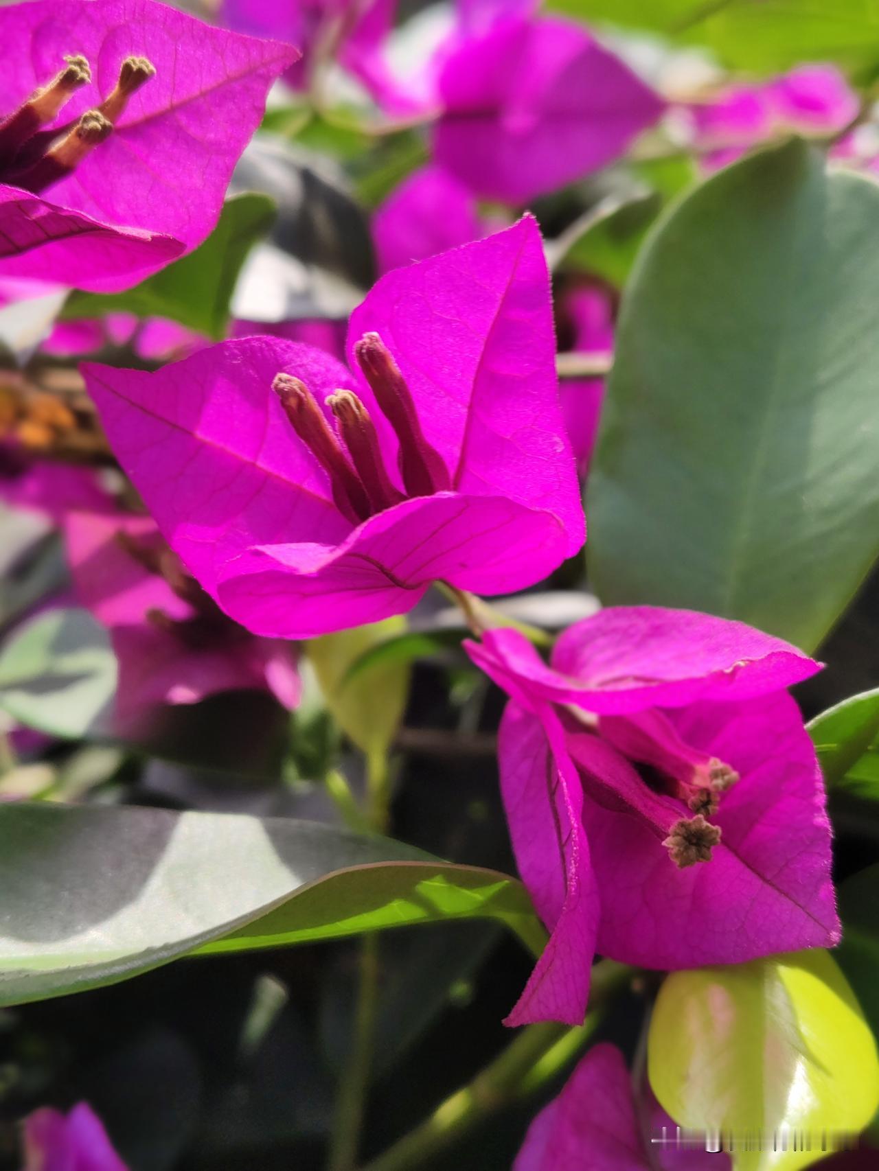 海南冬天里的三角梅