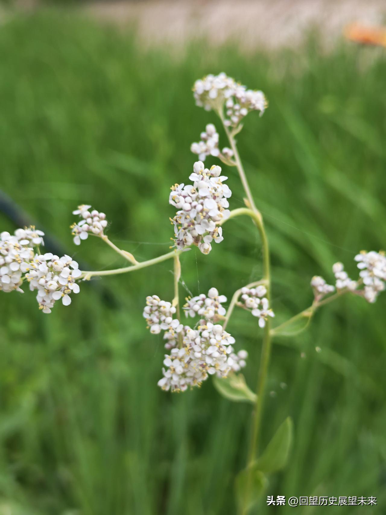 真心话茶局小花