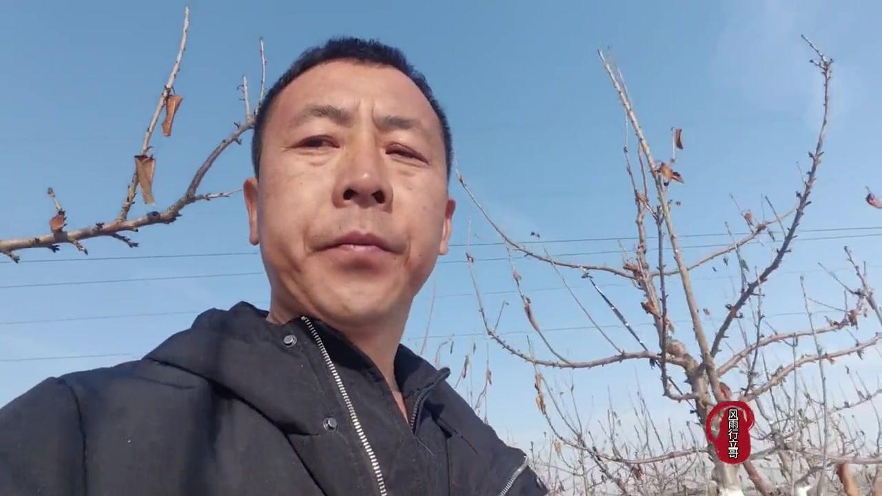 🍒沙王大樱桃真的太可了！树势中庸好管理，易花易授粉，坐果率高，早果丰产性能不错