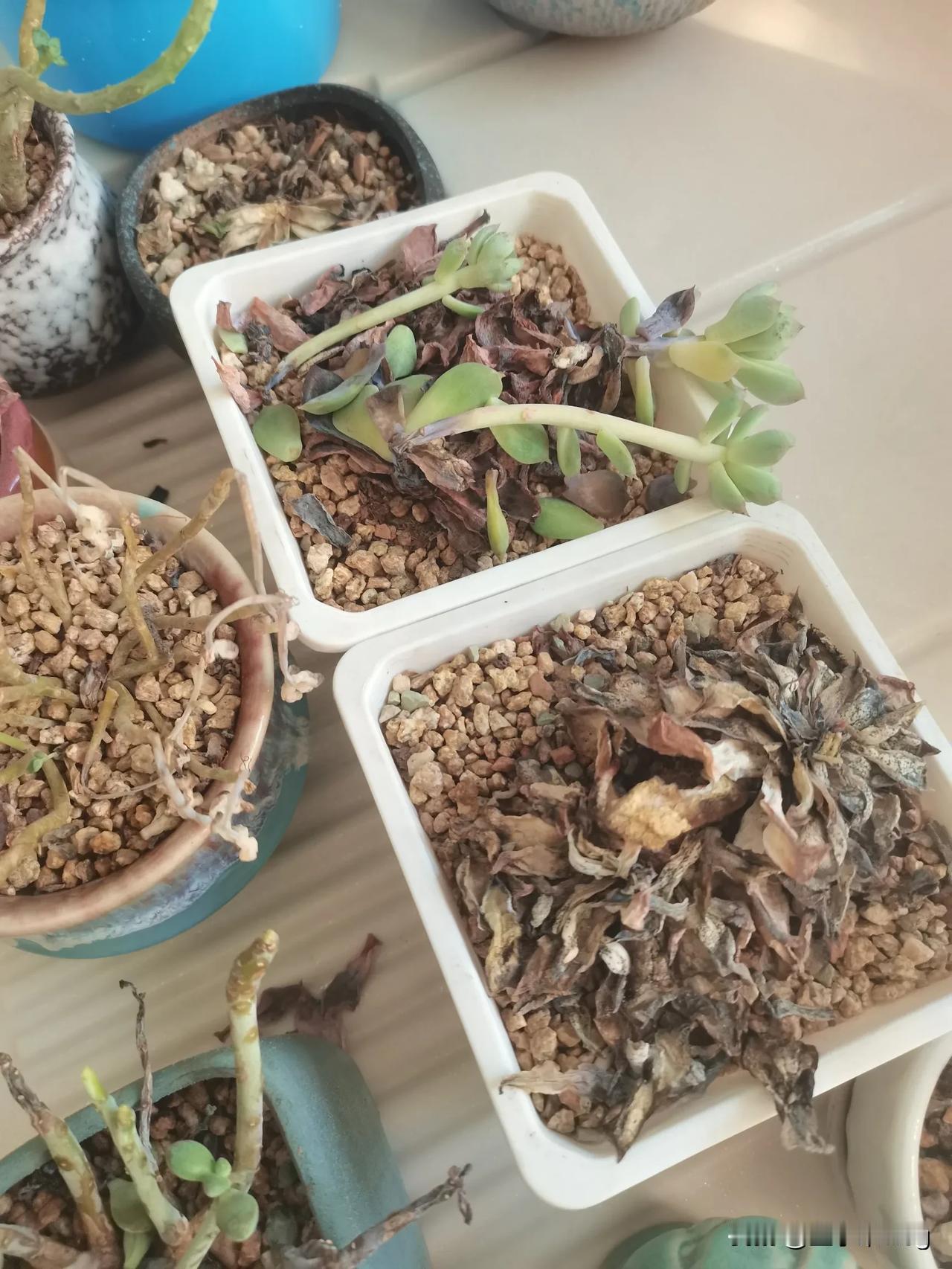 今年云梦老家的夏天是真的热呀，我的这些多肉熬过了去年的夏天，却没有熬过今年的夏天