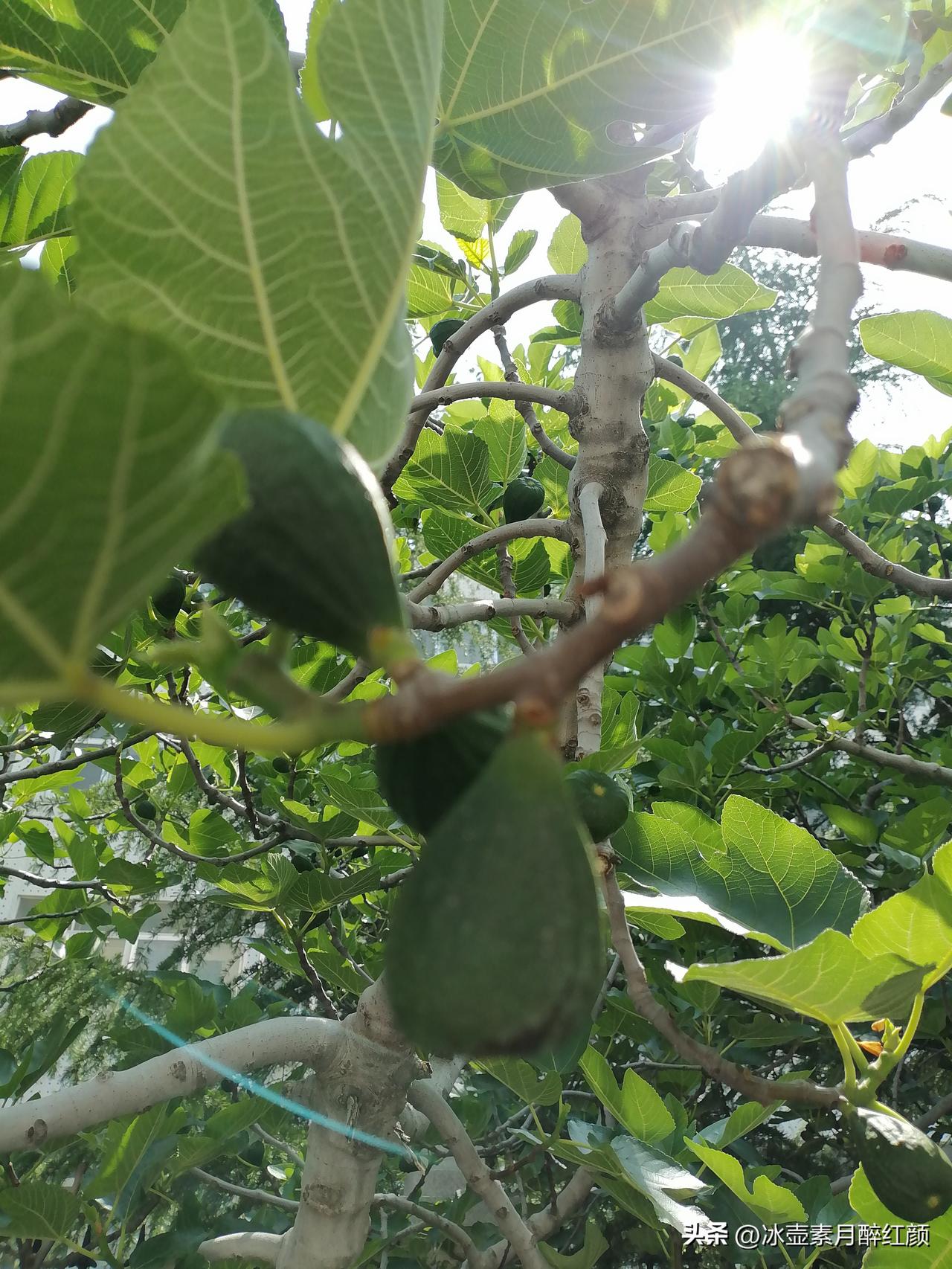 无花果，让我想起了七千块。那时一个极其浪漫又刺激的男女故事。

上世纪1994年