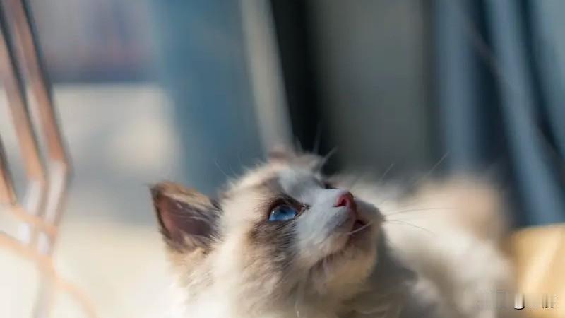 我懂啊，我家布偶猫小时候也丑得让我怀疑人生。布偶猫有个尴尬期，一般3到4个月大开