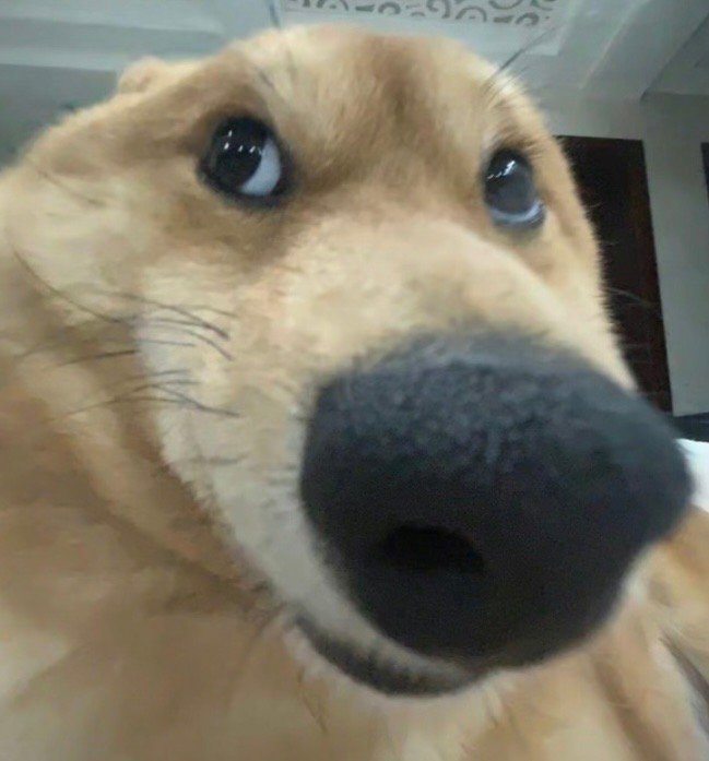 近期高频使用的表情包[doge] ​​​