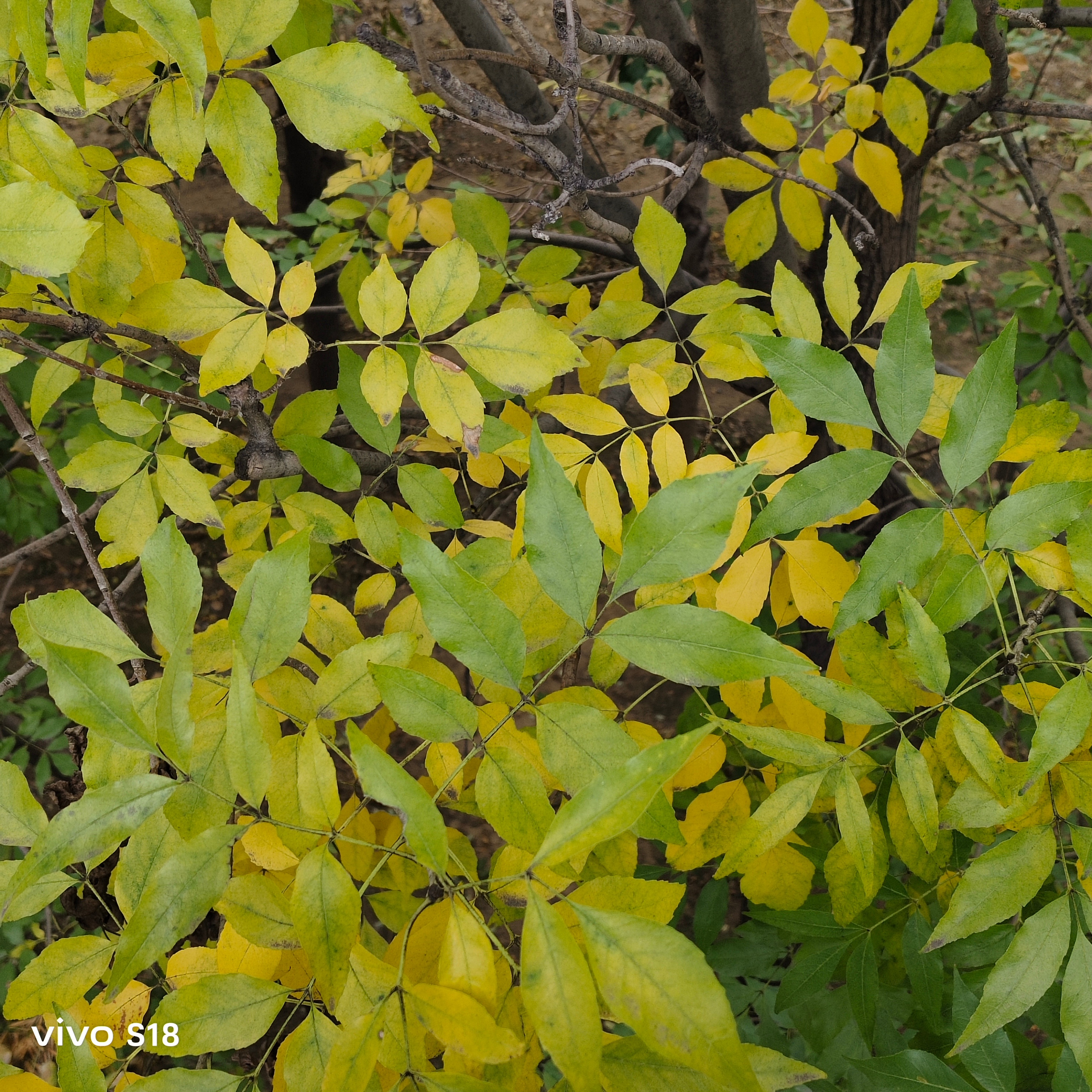 总算看到树叶🍂开始泛黄了树叶再不黄，我都要怀疑天天觉得冷是我太虚了[拜拜] ​