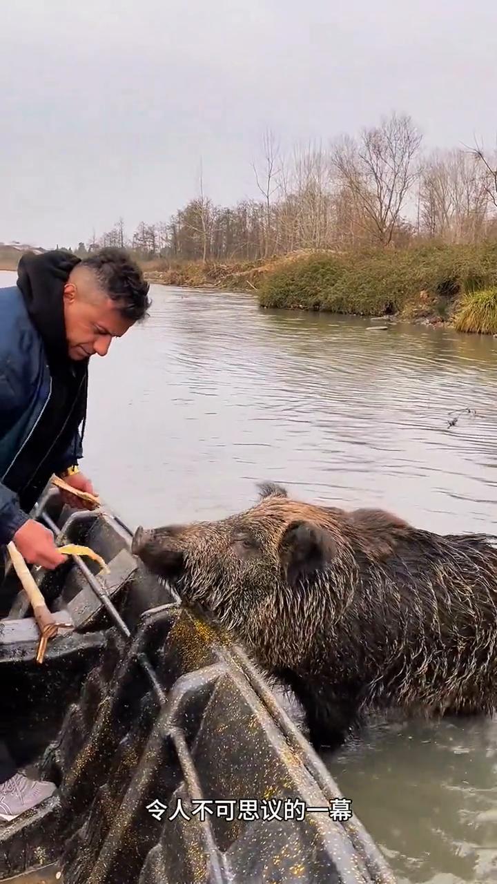 聪明的野猪找男人报恩。
这是发生在动物身上令人不可思议的一幕。一头野猪为了得到一