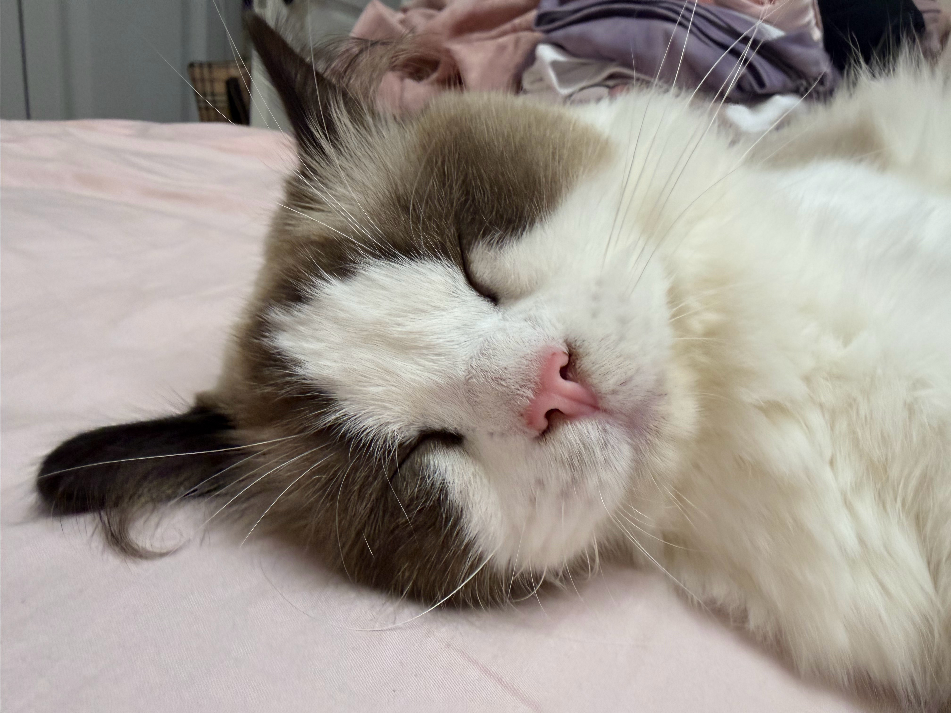 猪猪包 