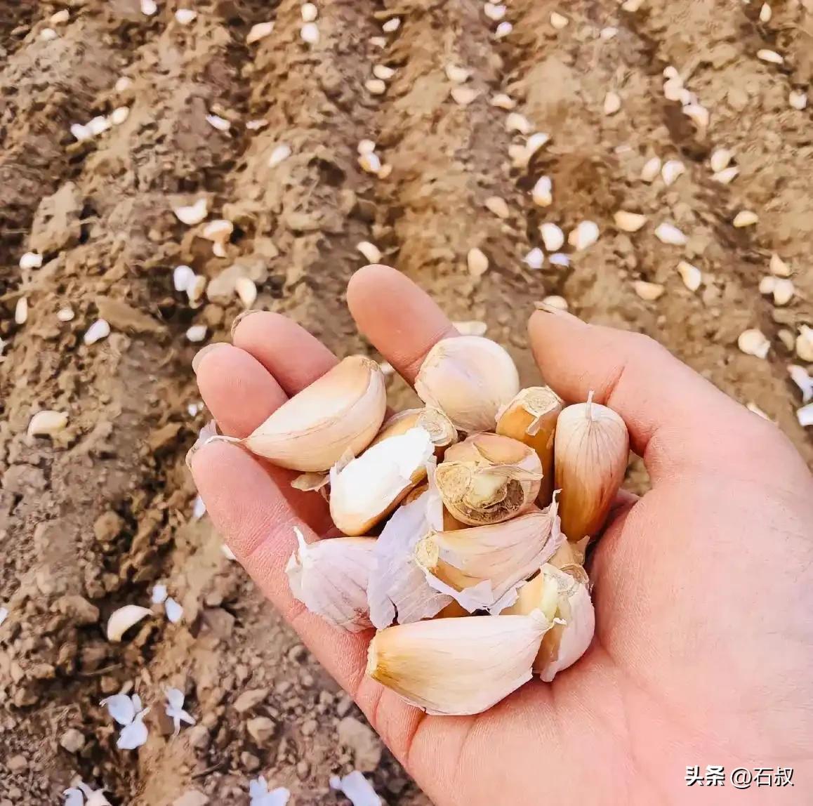 今天菜园整地备蒜，底肥配齐，等着下蒜种
 
今天到菜园翻地准备种大蒜。整地的时候