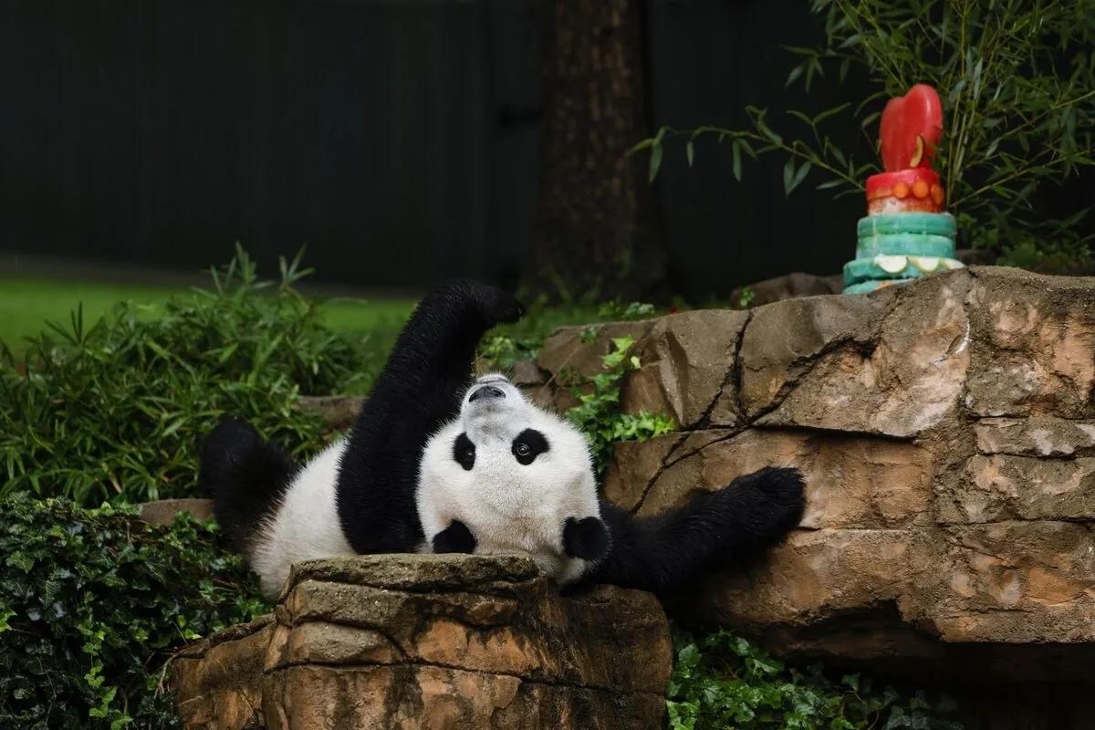 “质子要回国”！有消息说，美国动物园的大熊猫全部被收回，明年之后，美国将不再有一