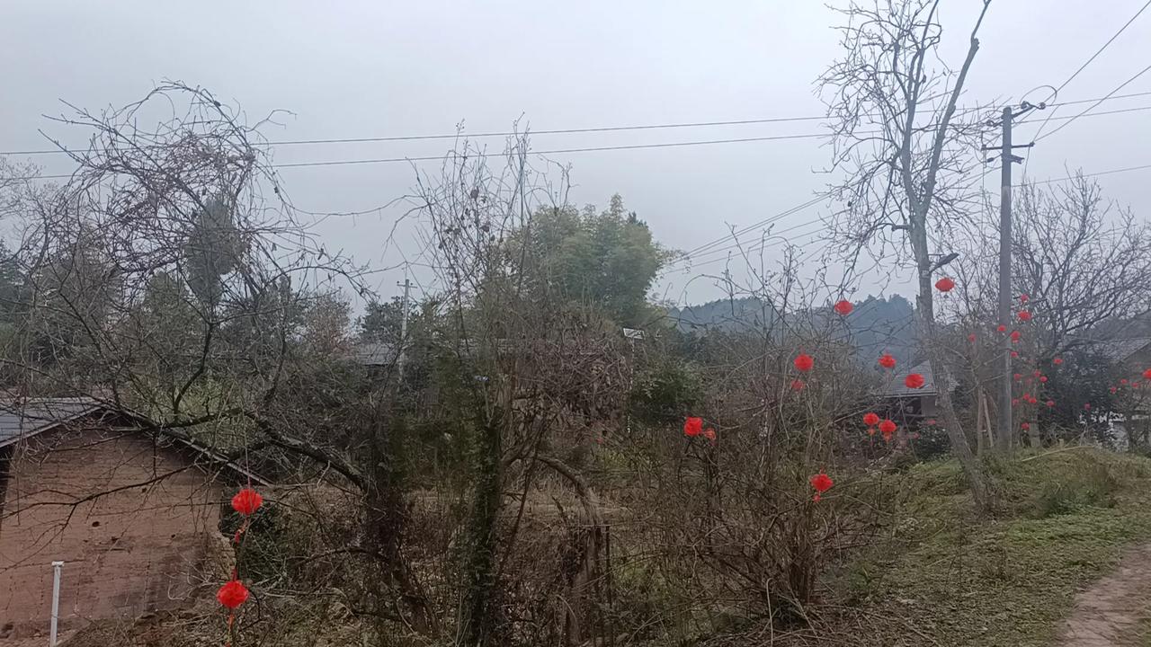 阴有零星小雨
无聊
在网上购买花种
洋桔梗，石竹，月见草，格桑花，虞美人，野花种