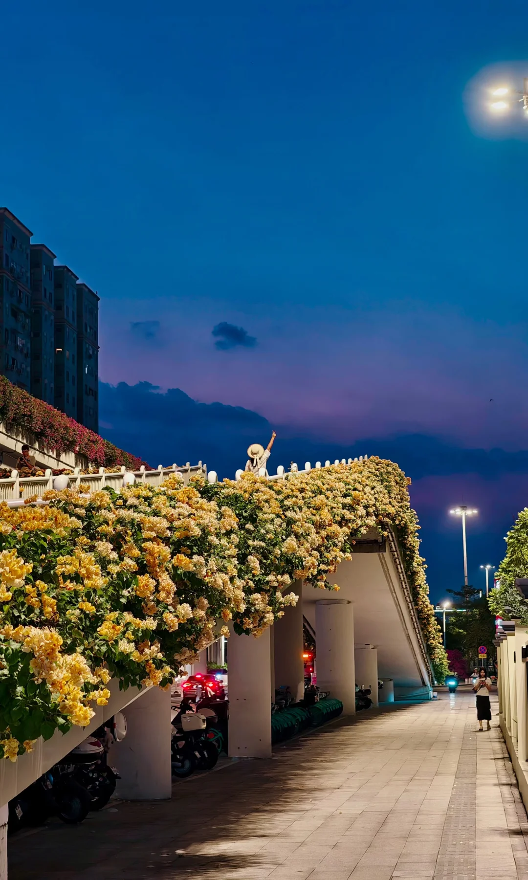 当黄色三角梅桥遇到蓝调时刻（10.11）