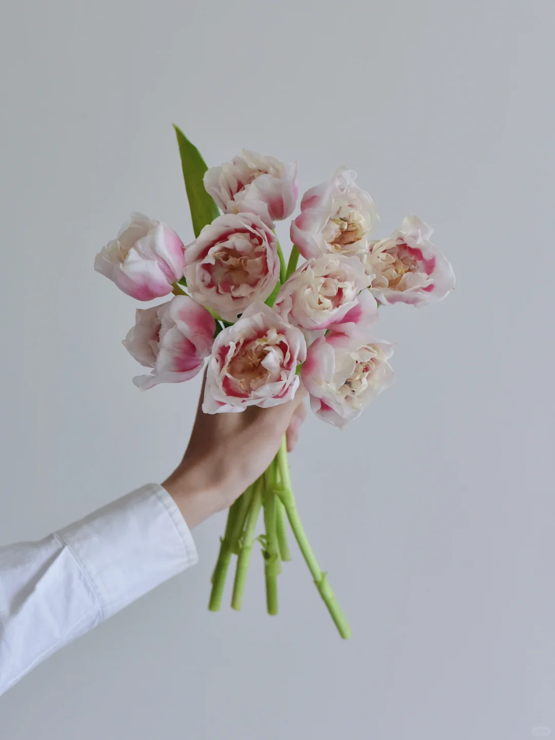 荷兰郁金香·Sambuca