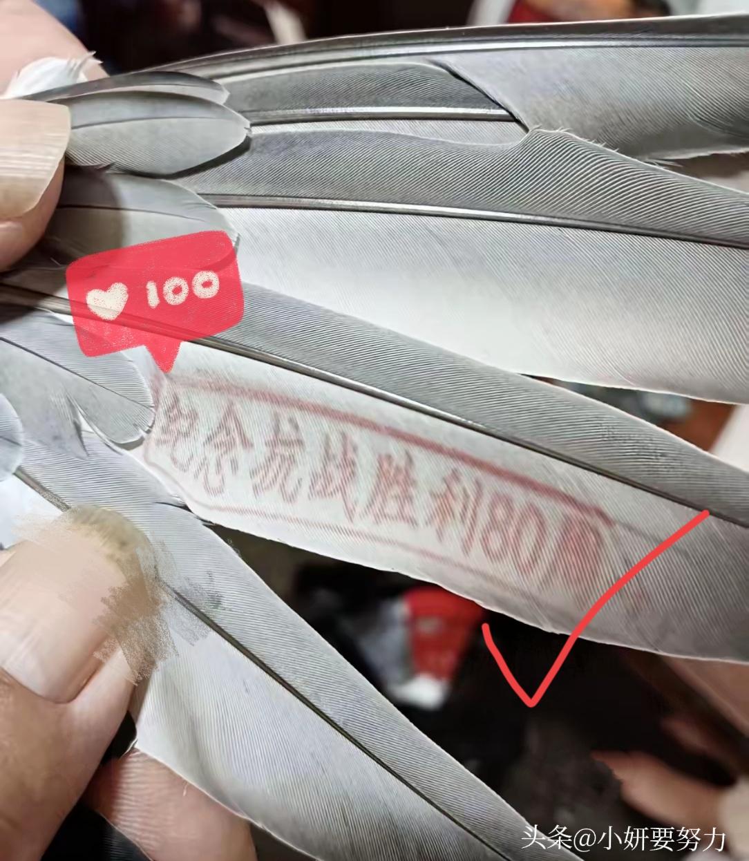 三天，整整三天！
我家那只去天安门“出差”的鸽子
总算扑棱着翅膀回窝了。
700