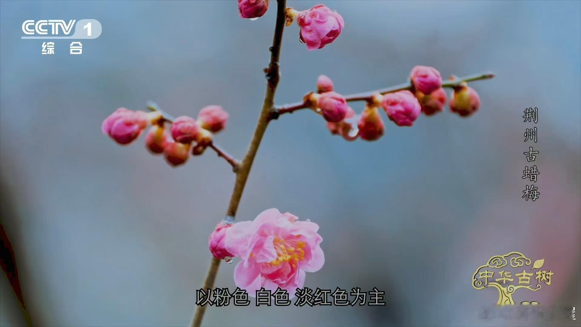 是蜡梅还是腊梅终于分清蜡梅和梅花了 从香味也能分辨出来👃！蜡梅香气浓郁扑鼻，梅