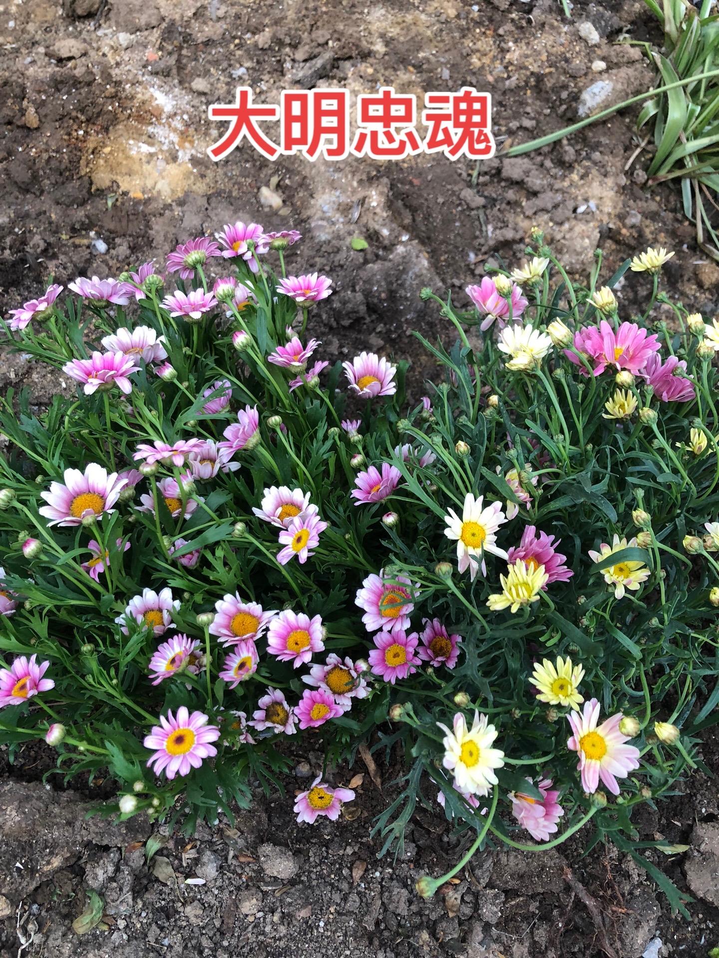清军攻破桂林，张居正后人慷慨赴死 永历四年十一月，南明已经岌岌可危，这...
