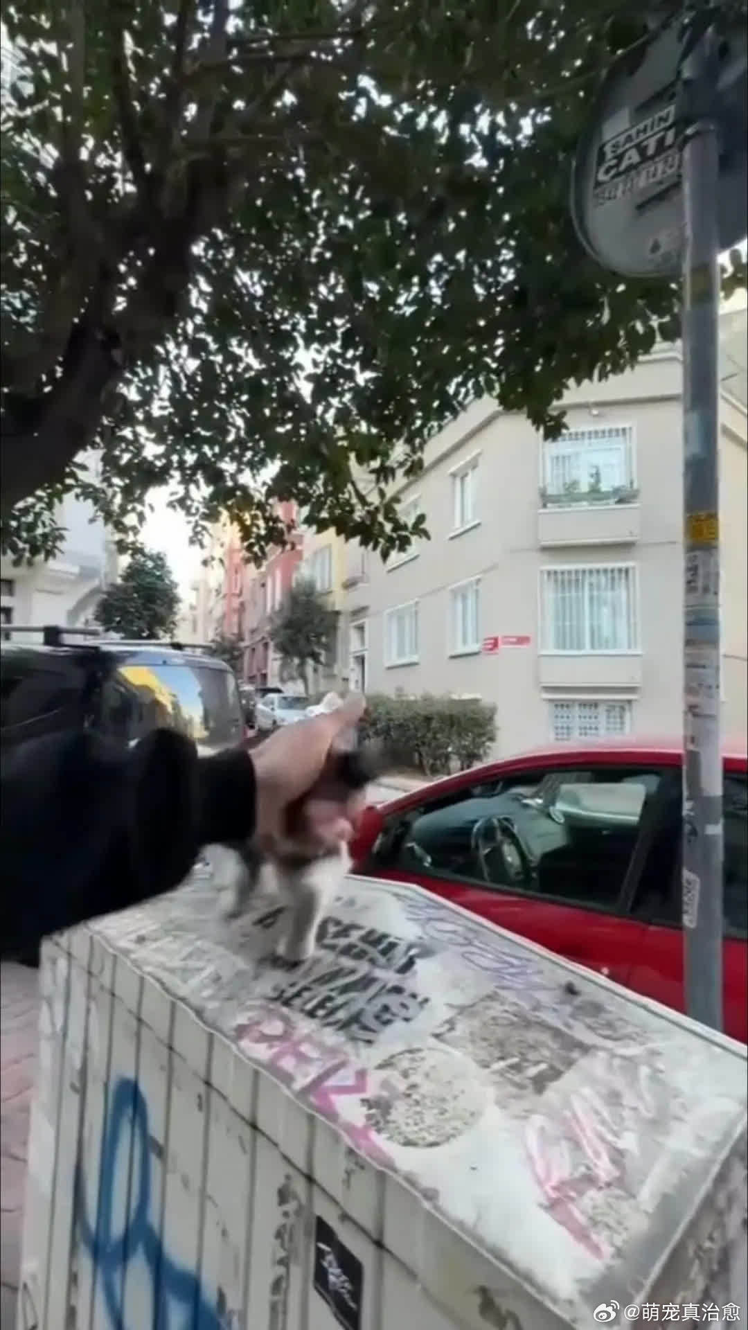 只能宠它一喵萌宠宠物