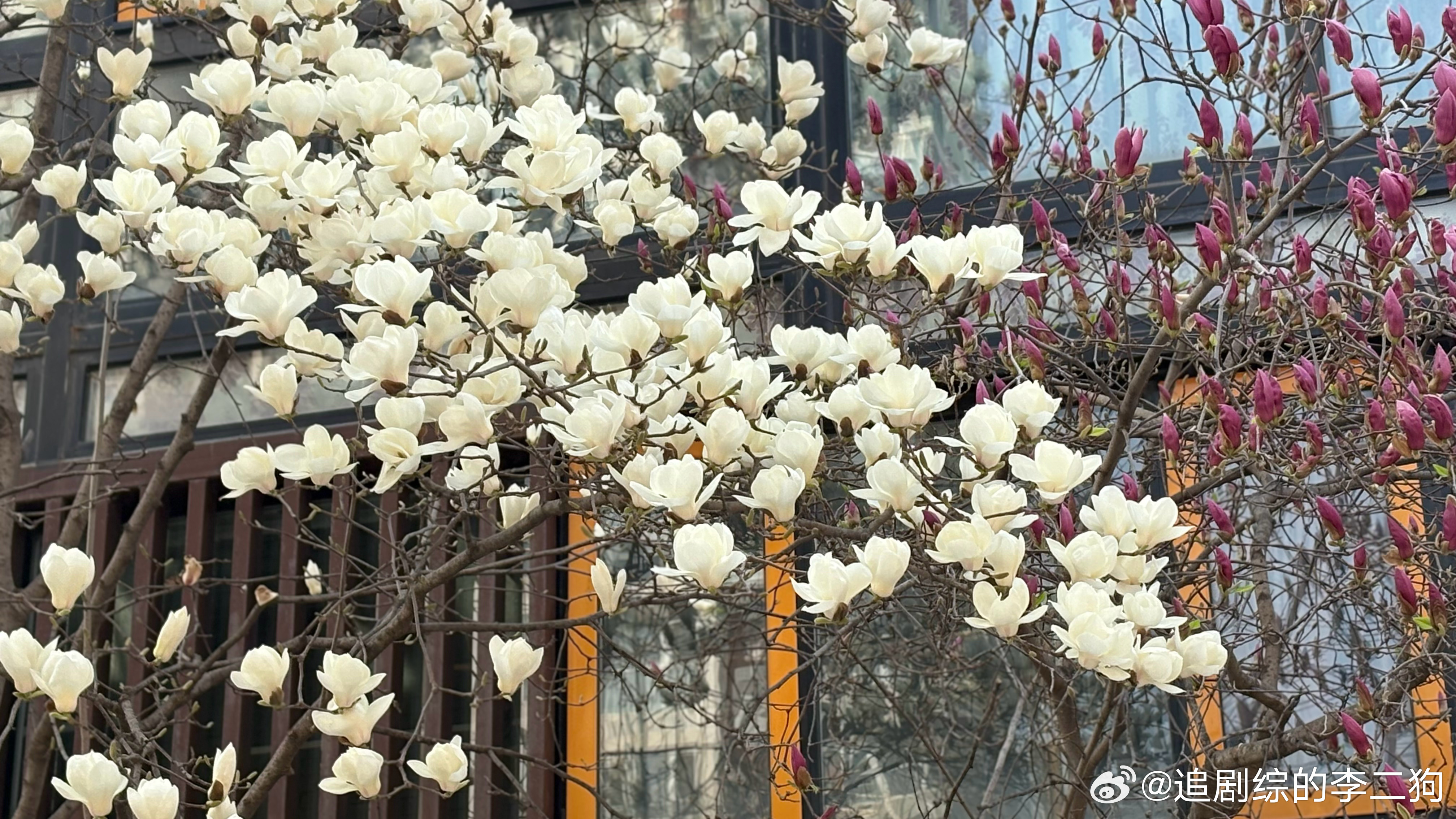 玉兰洁白如玉又叫白玉兰 