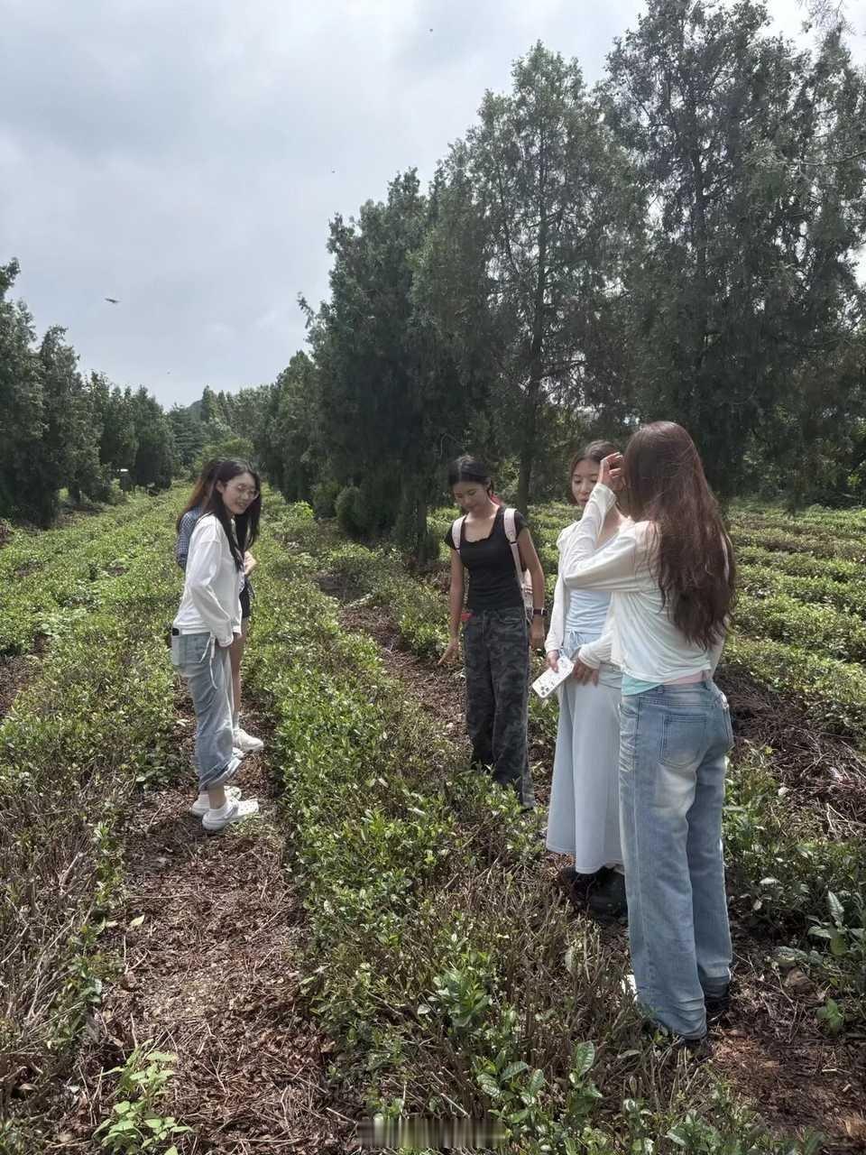 暑假社会实践三下乡【管理学院暑假社会实践】走访茶企一线，共话产业发展为挖掘乡村茶