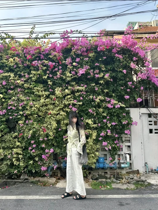 泰兰德🇹🇭遇到美丽花墙💐拍照太好看