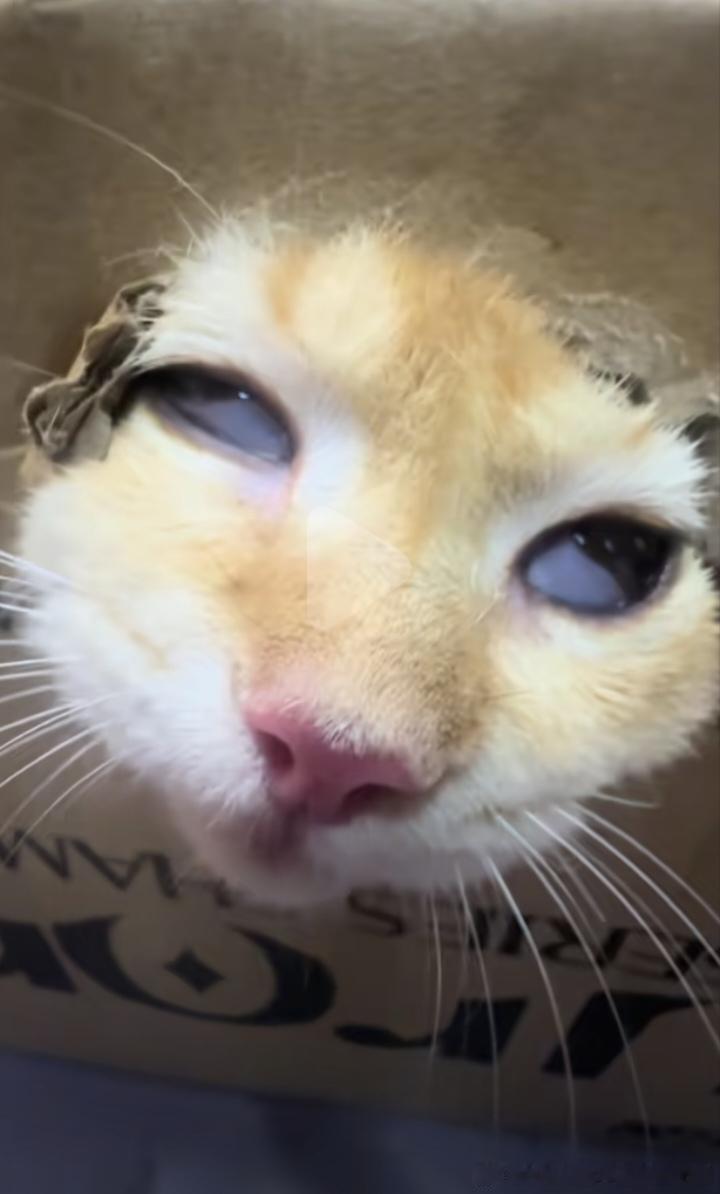 50610【丑猫】鬼迷日眼 