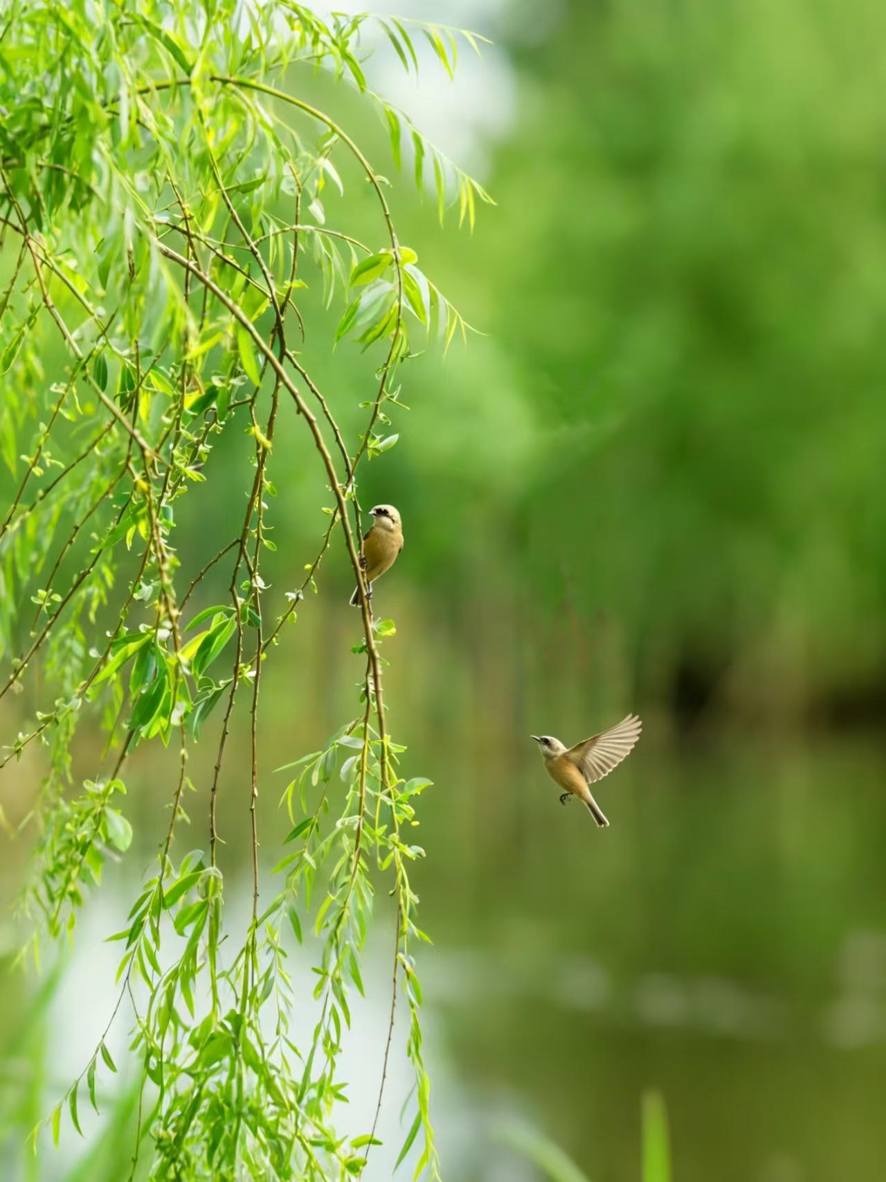 一念起，春风归故里；万物生，杏花不语先凋零。风过檐角，风铃动，一树花开，一树情。