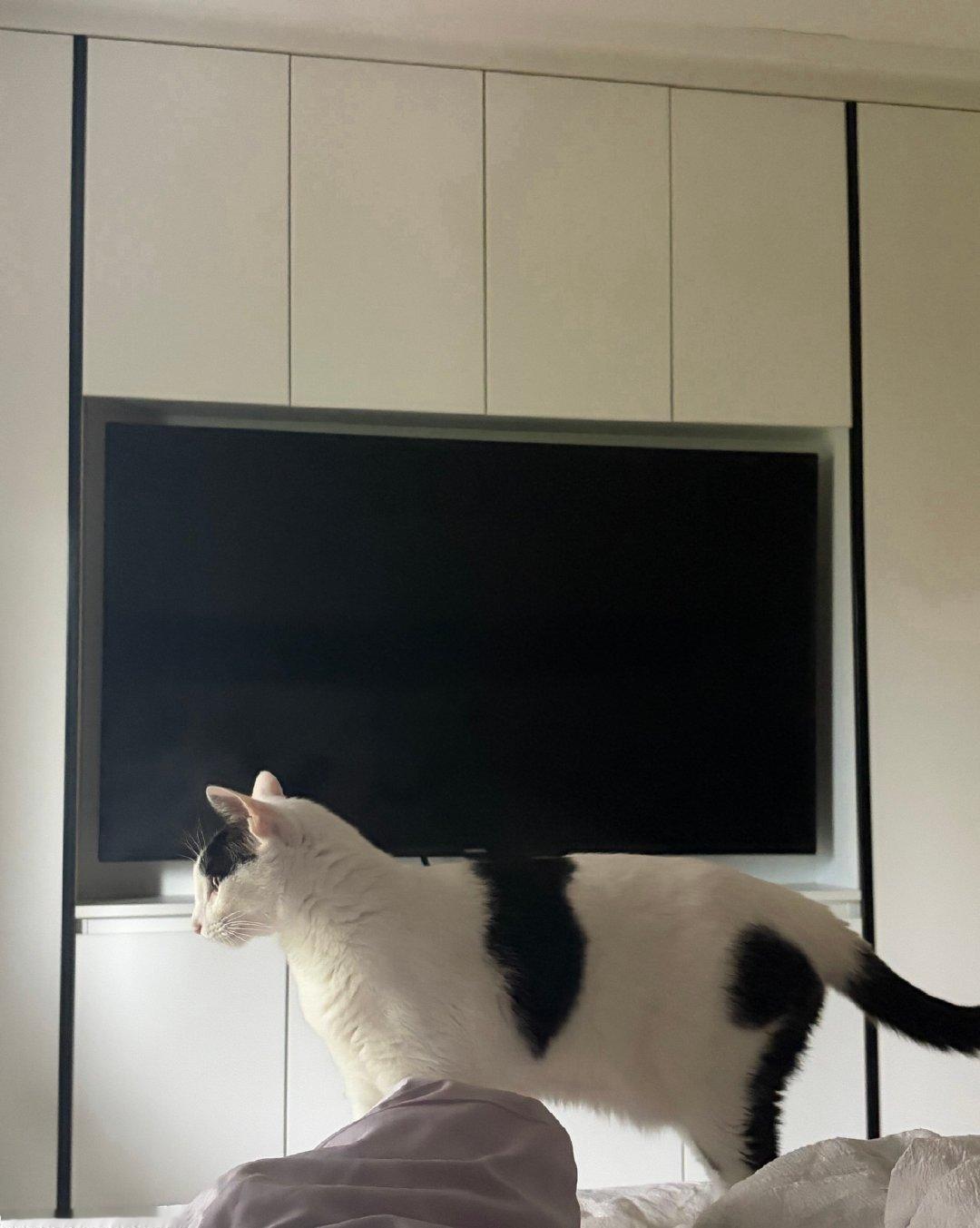踩我肚子作案小猫 