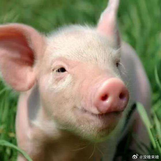 跌到了最低滴价啊 就开始慢慢滴涨喽......《近七年新低，猪价跌至每斤5块多，