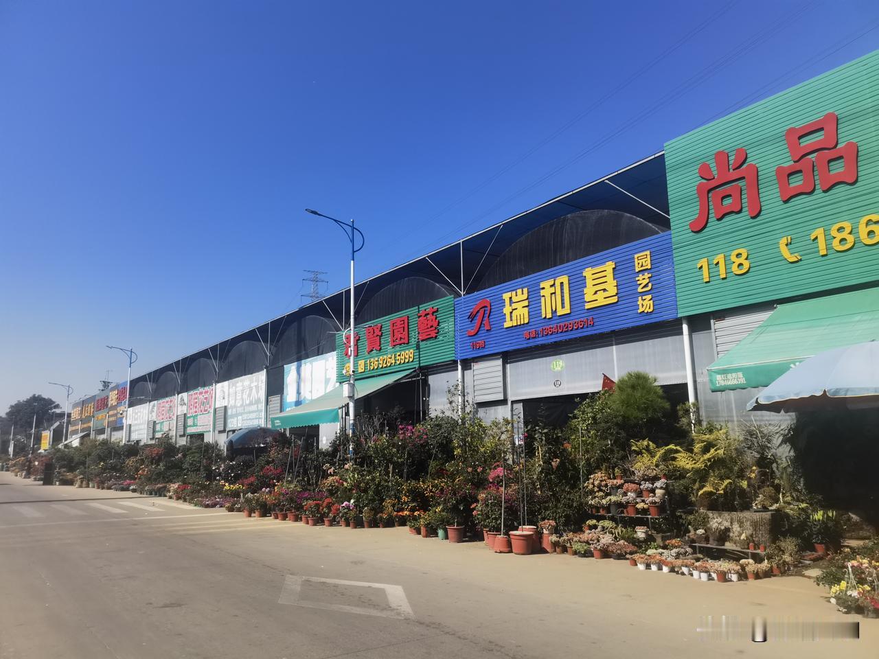 快过年了，今天我去花卉之都转了转，打算挑几盆合适的花。一进去，我瞬间挑花了眼，每