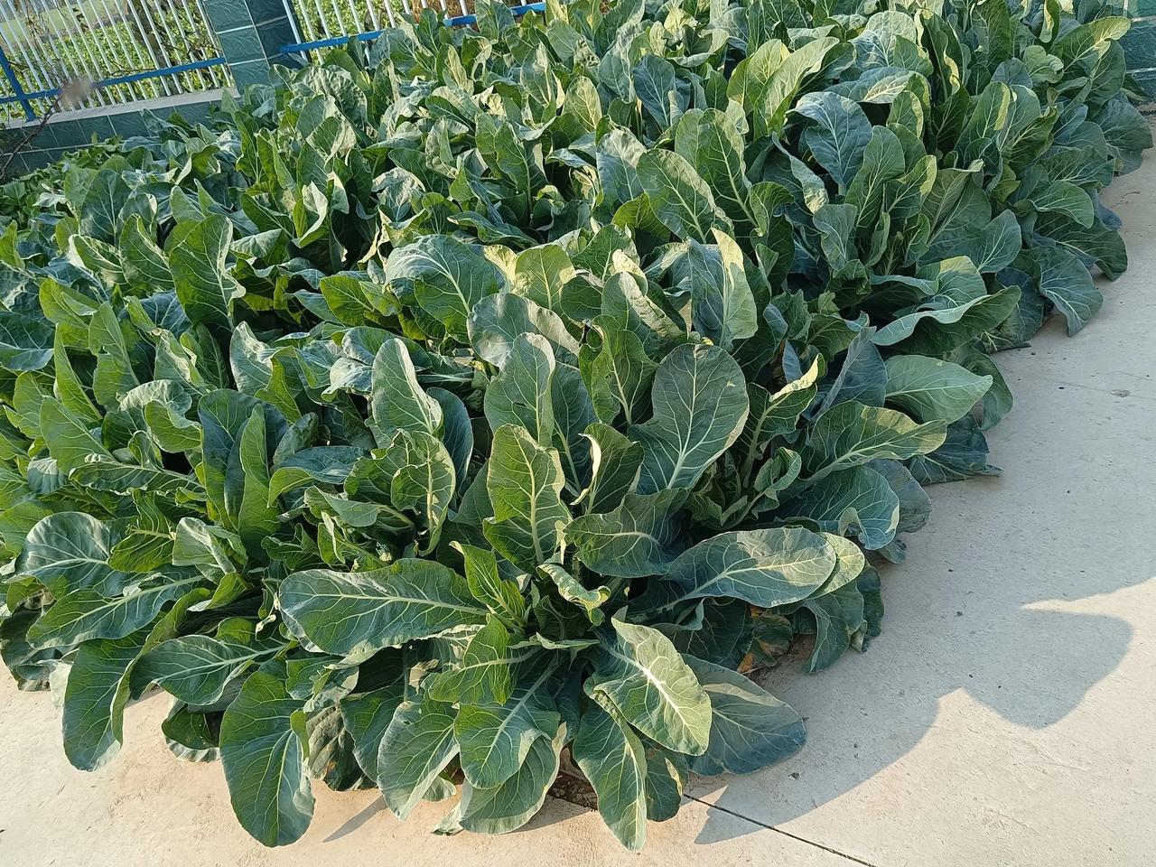 有人知道这是什么吗？一种蔬菜。