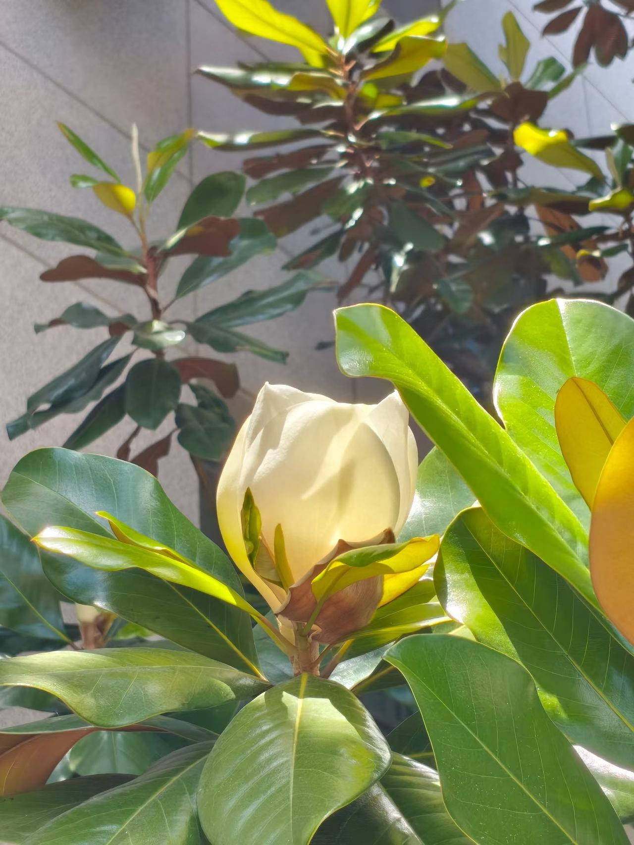 随拍绿色植物