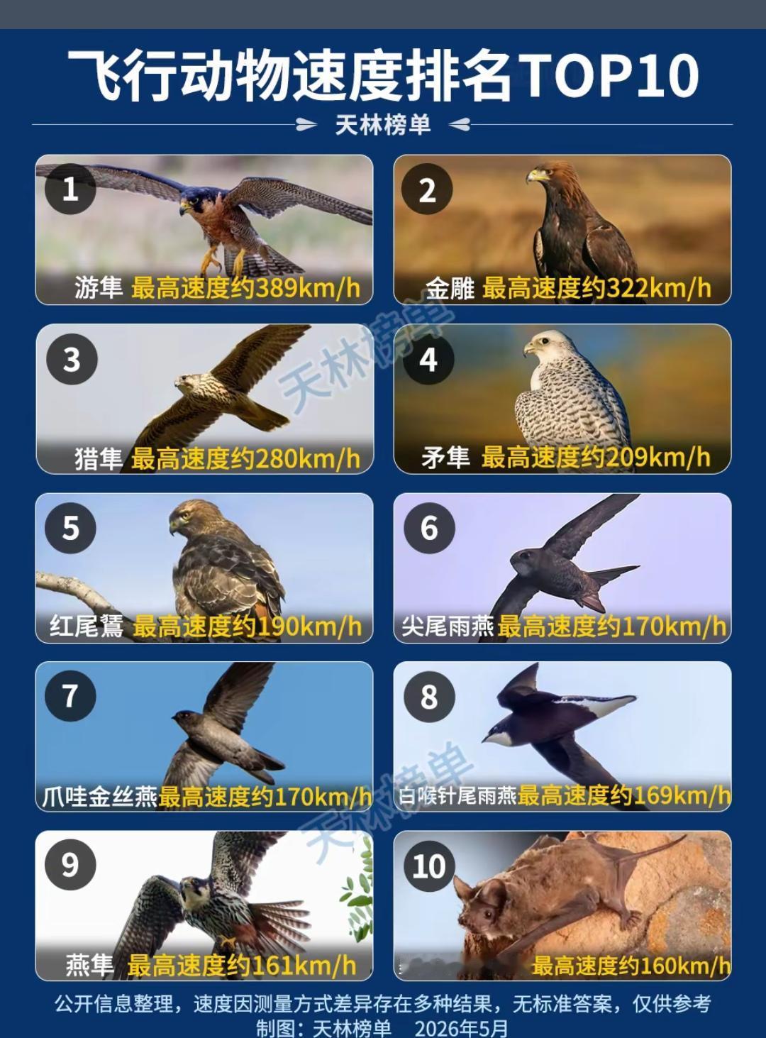 你敢信，一个蝙蝠竟然可以飞得这么快！可以和游隼一较短长，还有天理吗？
   墨西