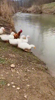 公鸡:早知道不跟鸭子组队了，
真的是，
太丢鸡了！
[我想静静][我想静静][我