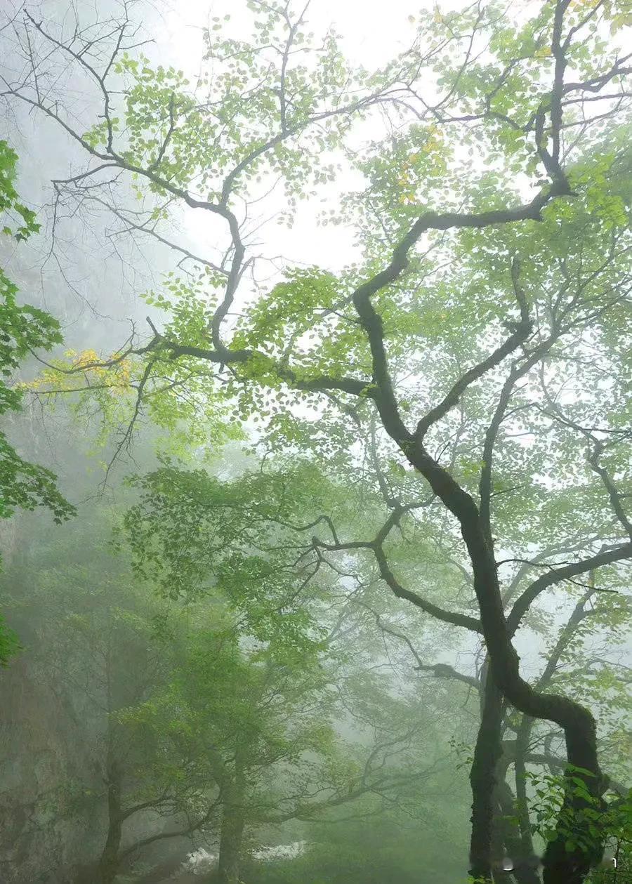 林间幽径隐，雾霭缭绕间。汉中山区雾锁秋色。
