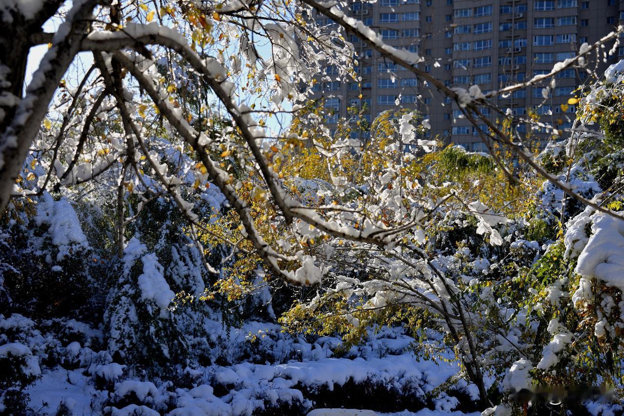 南湖公园四季掠影（十九）
冬季景色：