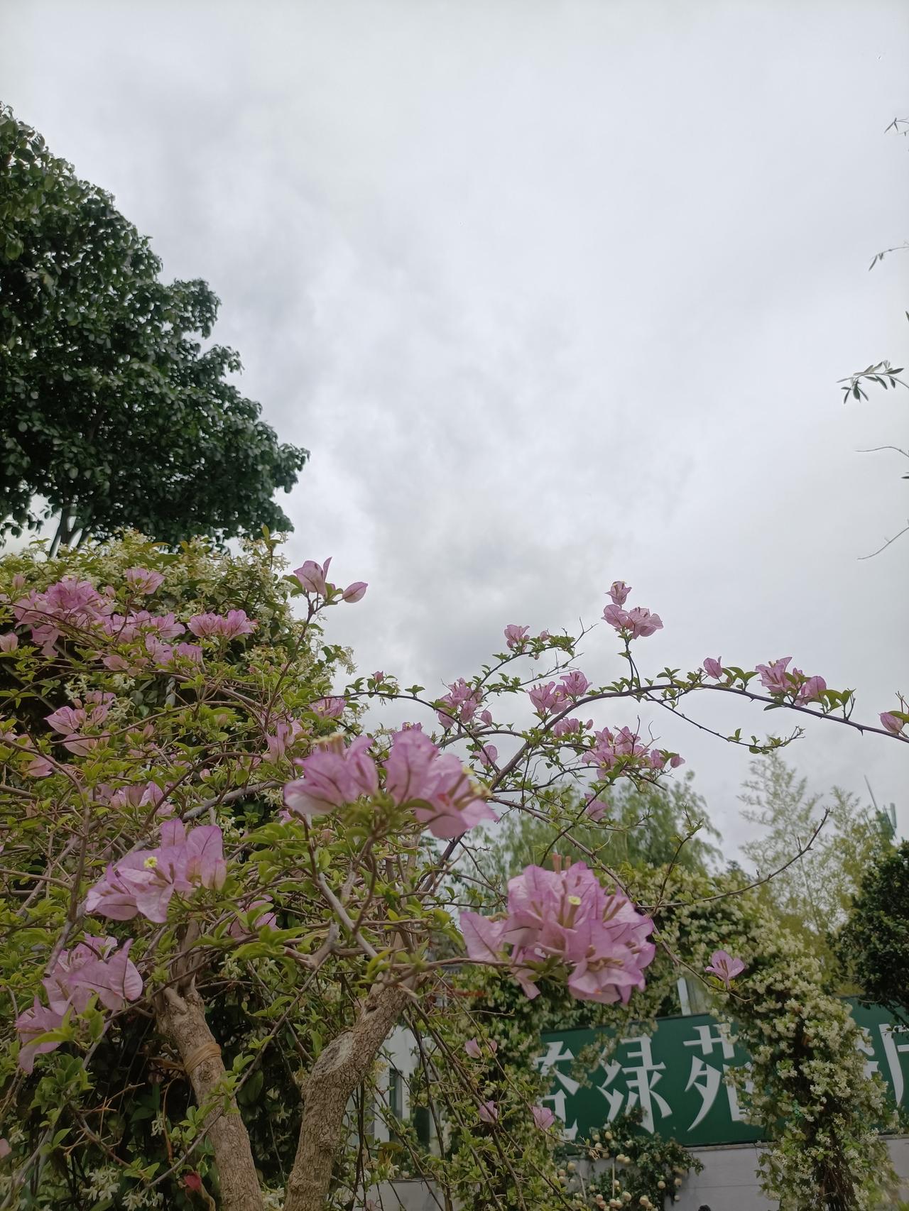 诗意生活
从不是遥不可及的概念
苍绿苑是藏在烟火美食里
这是大理的味道
亦是生活