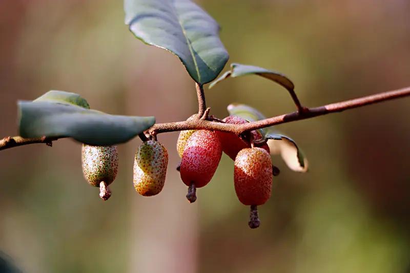 男子误食野果致智力受损走失，这事儿听起来就很揪心。在野外，那些色彩鲜艳的野果看着