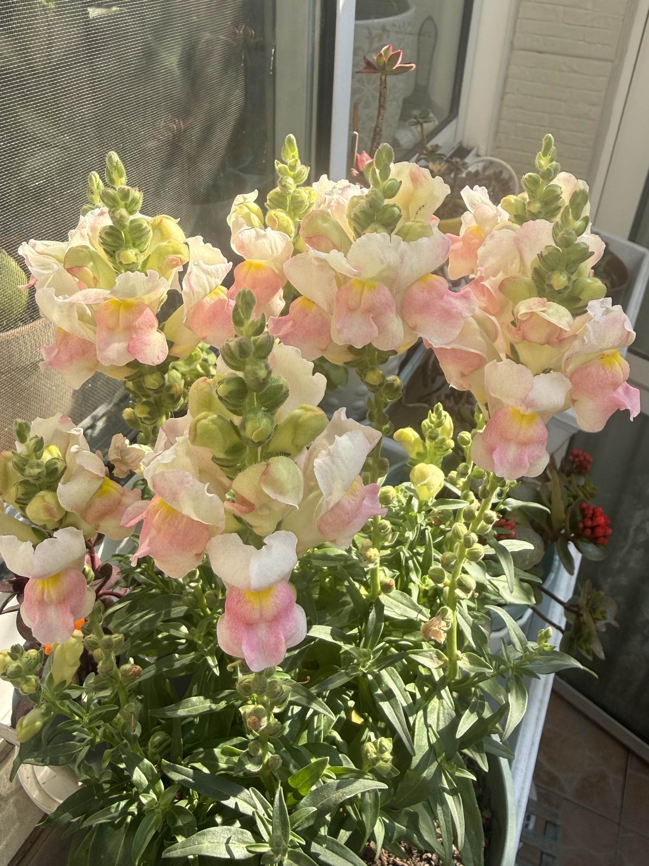 这二天上海的天气非常舒服，今明二天都是晴天。

早上把被子抱出去晒，四件套放进洗