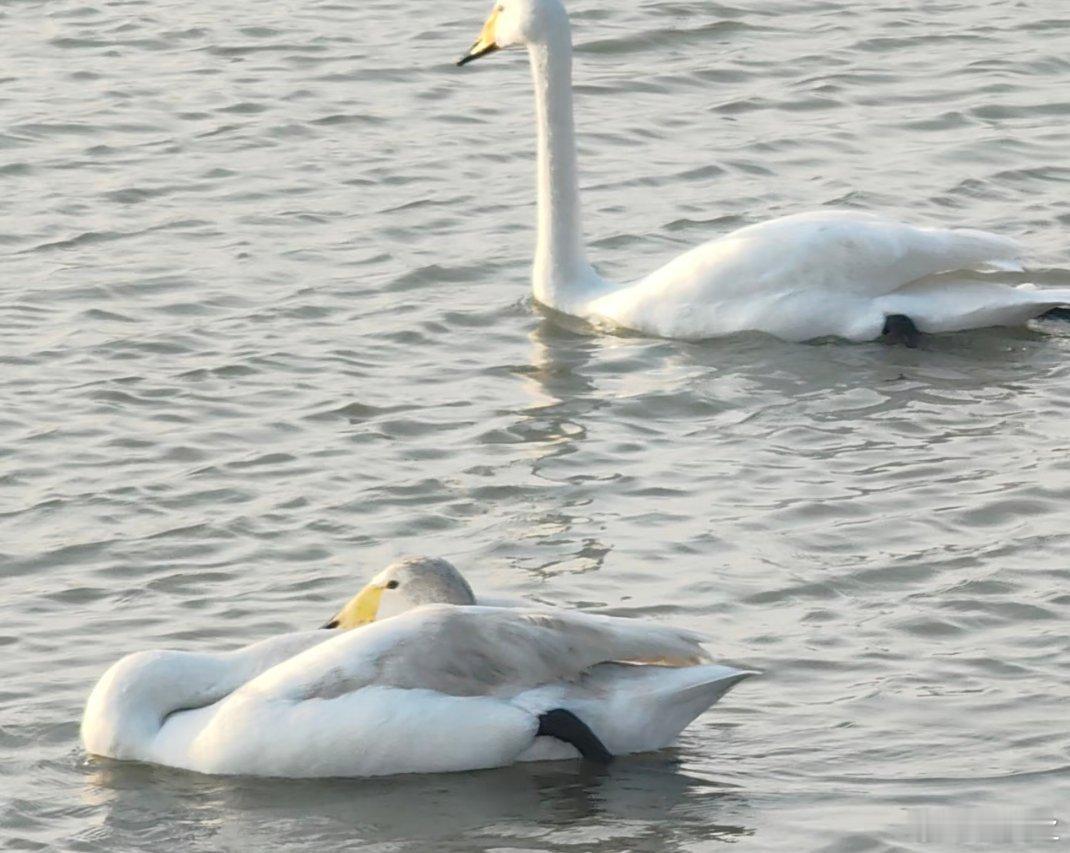 我妈说这只鹅像我一样懒能坐着绝不站着，能躺着绝不坐着。。。一开始以为这只鹅脖子有