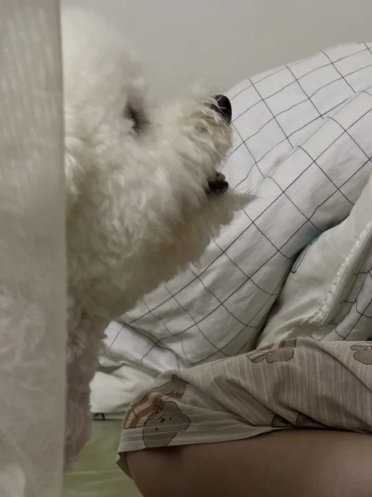 谁家好狗长胡须啊🧔