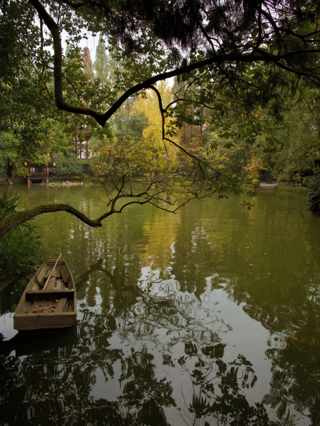 银杏洒金🍂全国唯一的唐代官署园林在成都⛩️