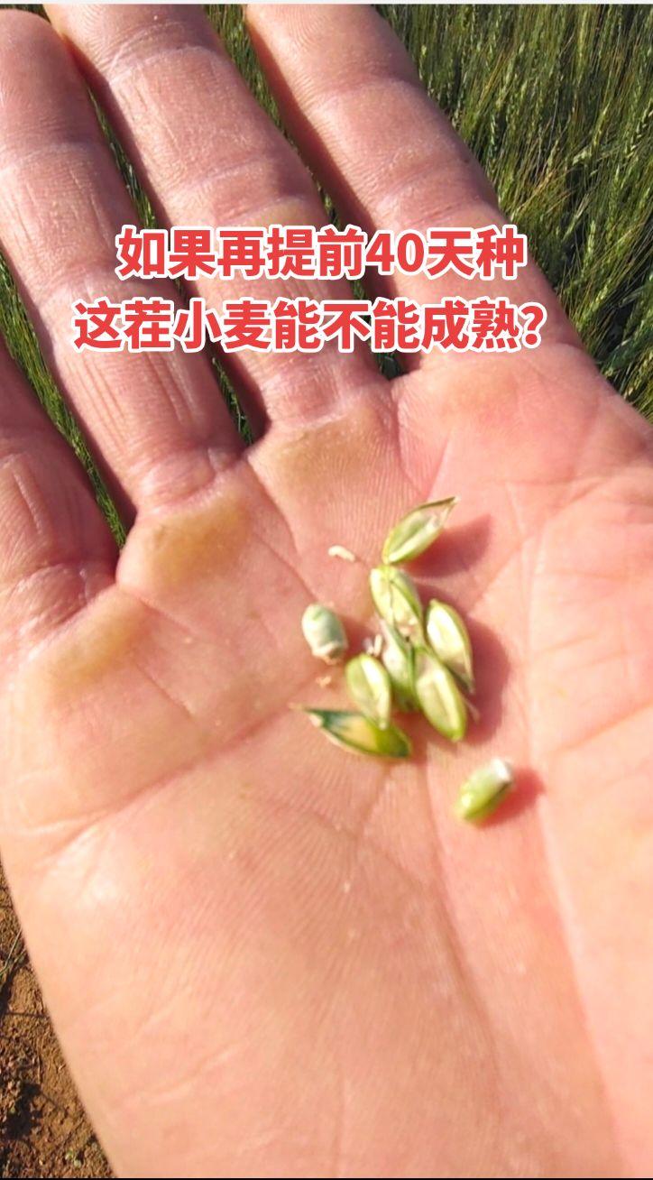 小麦提前播种春性小麦小麦提前抽穗