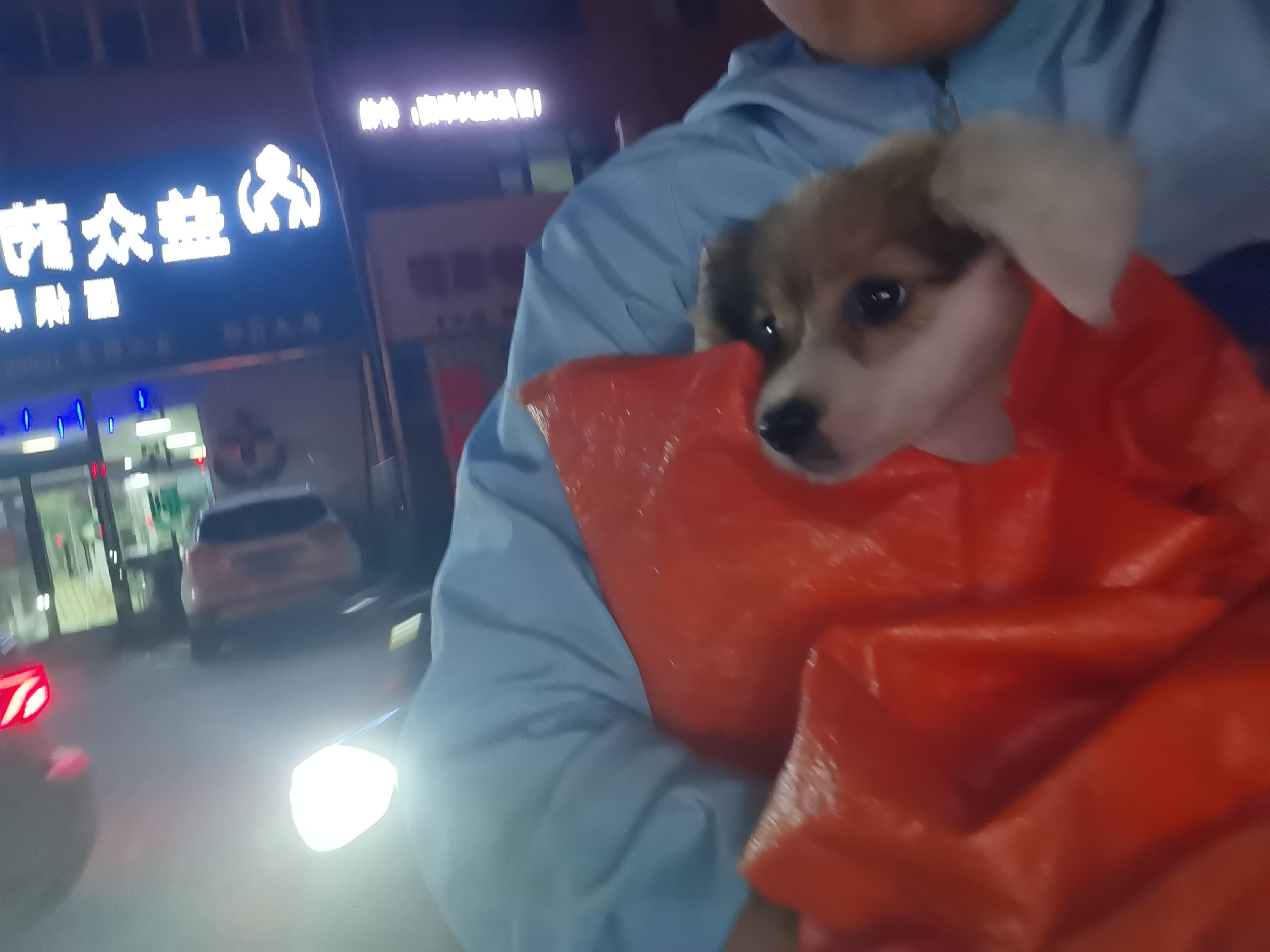 又捡到一只小狗🐶 ​​​