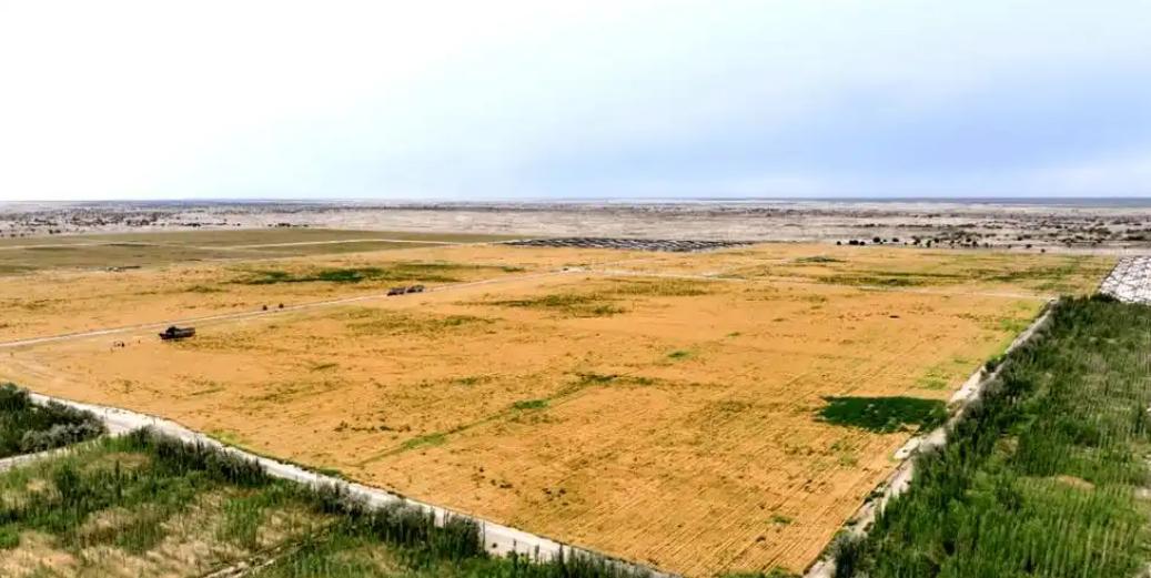 没想到，中国工程闹了个大“乌龙”。原本以为在沙漠种小麦产量会很低，不料一亩地产了