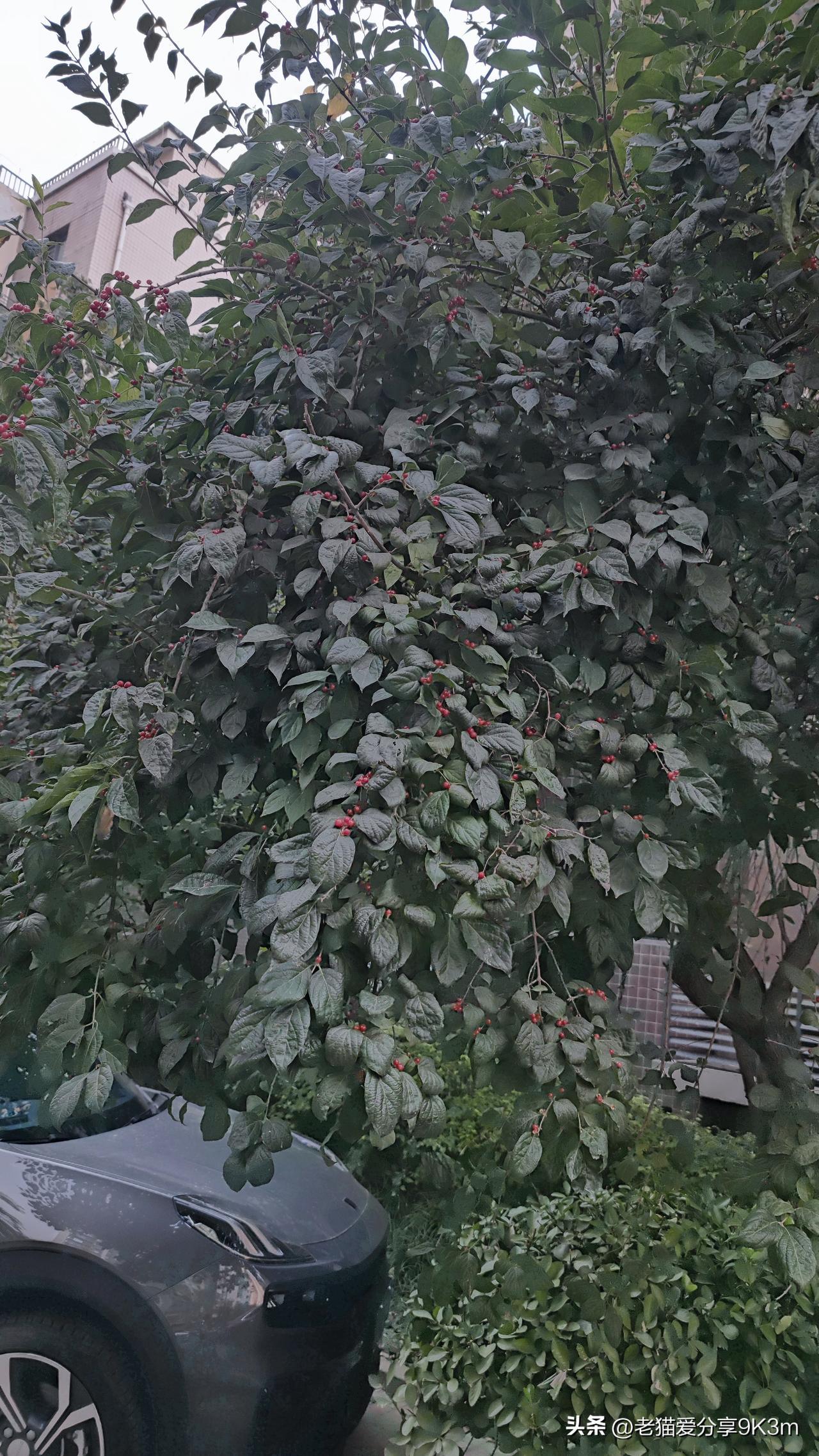 不知道这是什么树，上面张了红色的果实