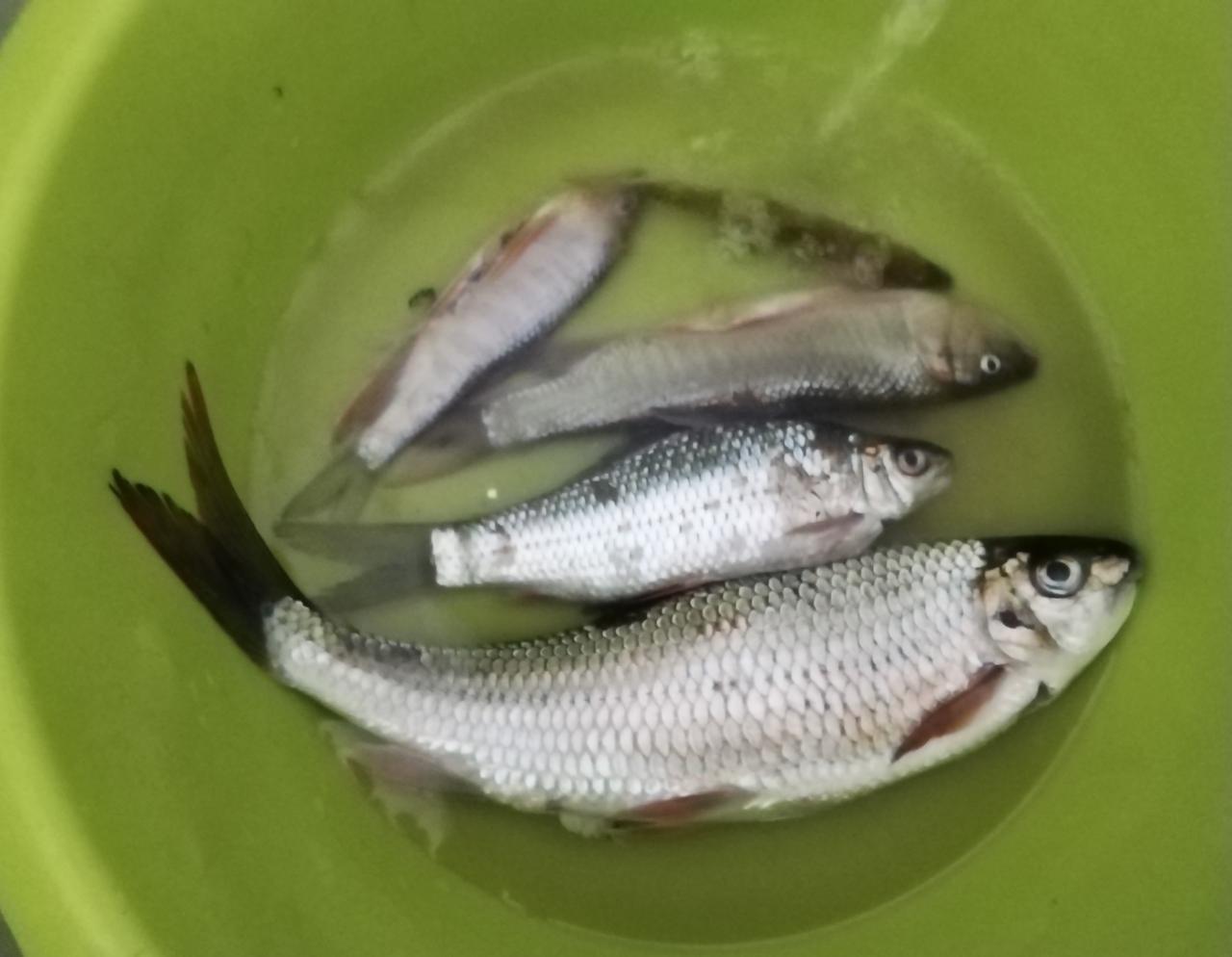 这种河鱼，是真的很好吃呀，一点腥味也没有，随便煎一下，放点酱油，放点姜，放点蒜，