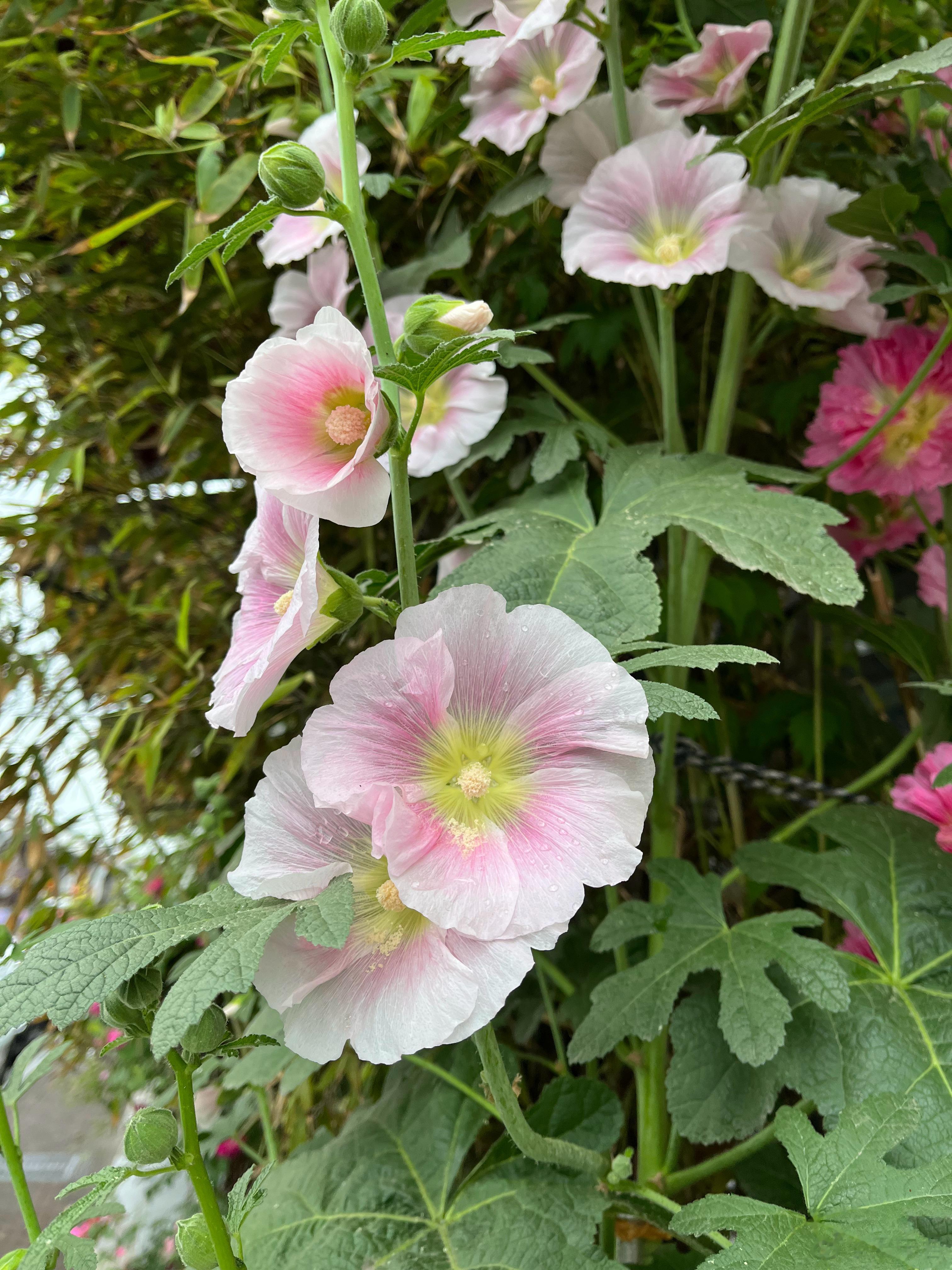 这是蜀葵吧 ​​​
