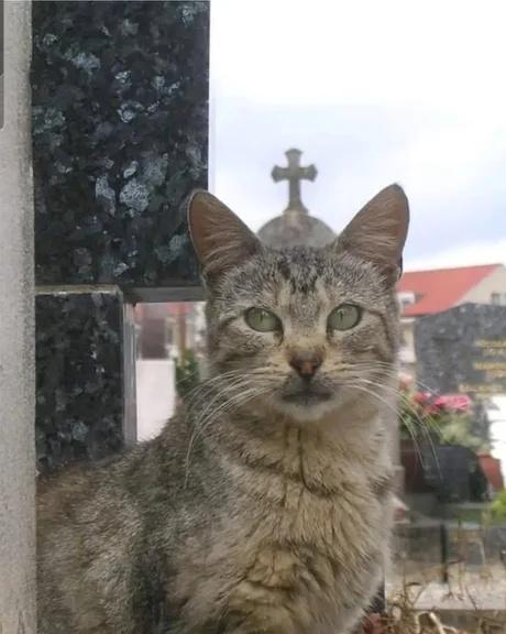 #分享一张最可爱的猫咪照片#