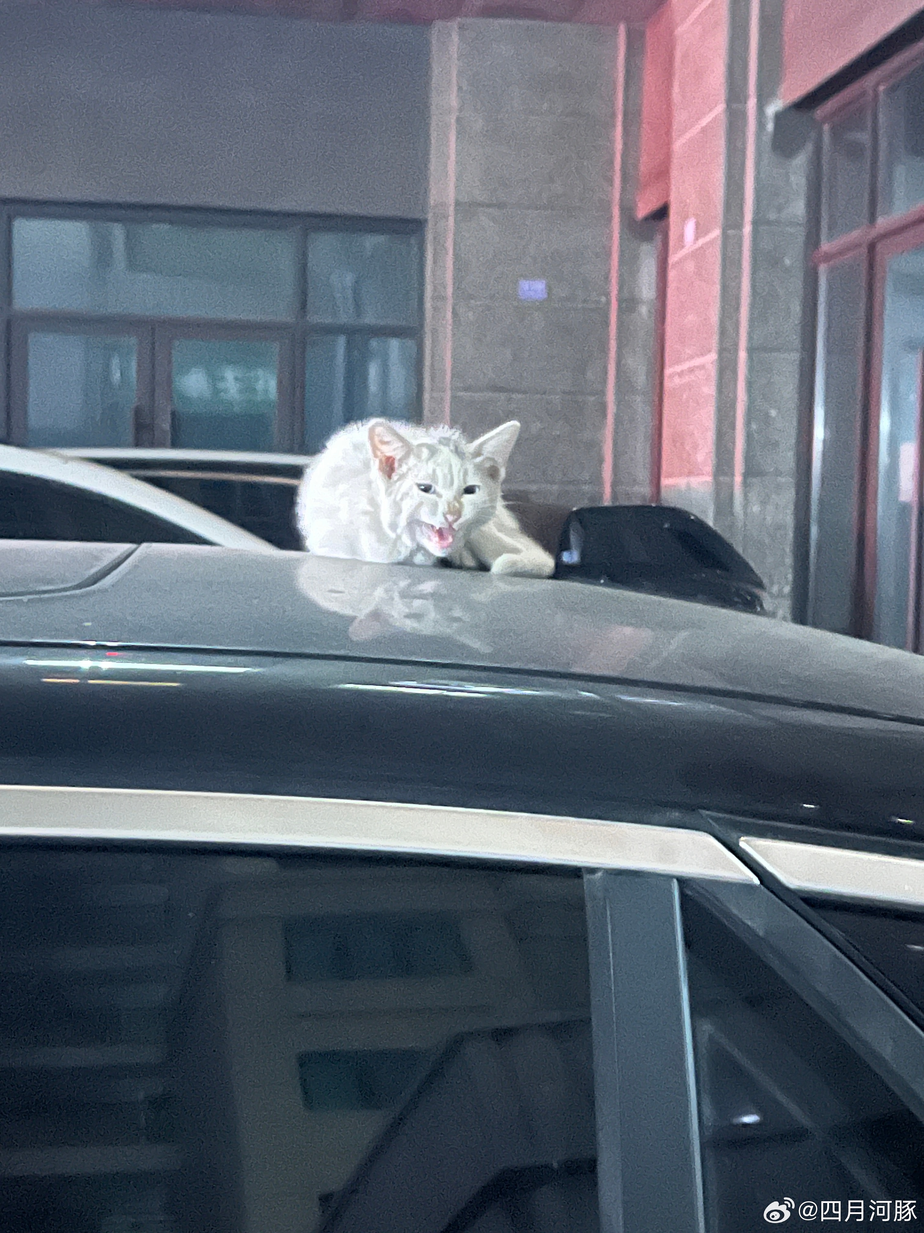 小猫好像害怕我 